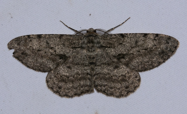 Hypomecis roboraria - nagy tölgyfaaraszoló