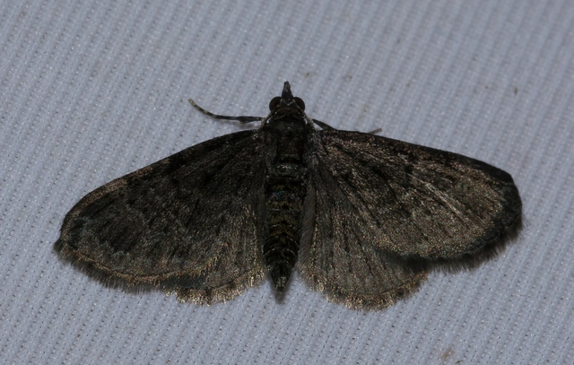 Pasiphila rectangulata - almavirág-araszoló
