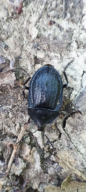 Phosphuga atrata - bordás csigarabló