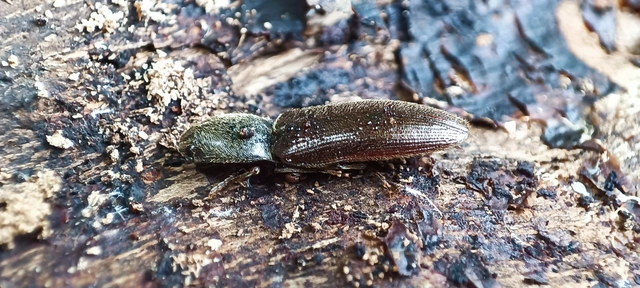 Elateridae - pattanóbogárfélék
