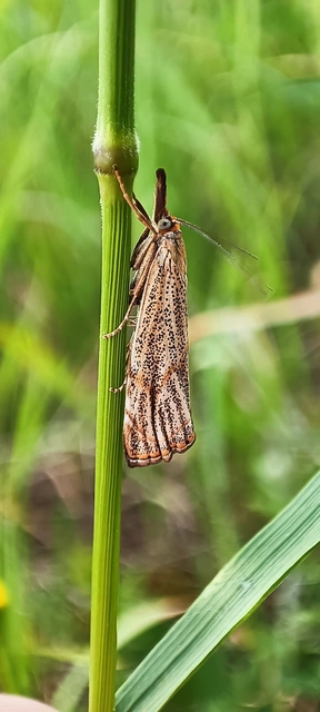 Thisanotia chrysonuchella - tavaszi fűgyökérmoly