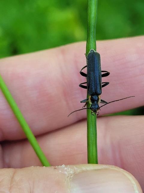 Cantharis