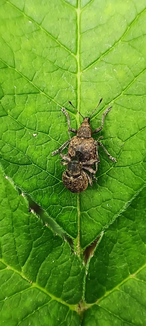 Liophloeus