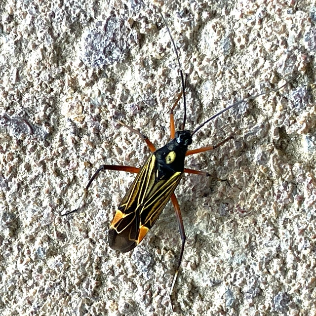 Miris striatus - sávos mezeipoloska