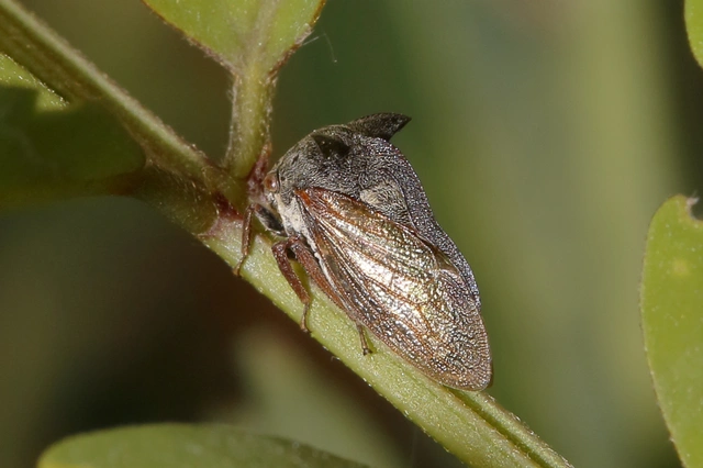 Centrotus cornutus - szarvaskabóca