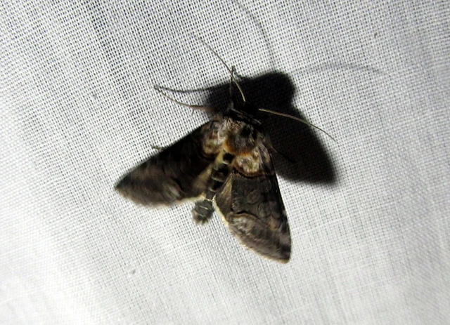 Abrostola asclepiadis - barnaövű csalánbagoly