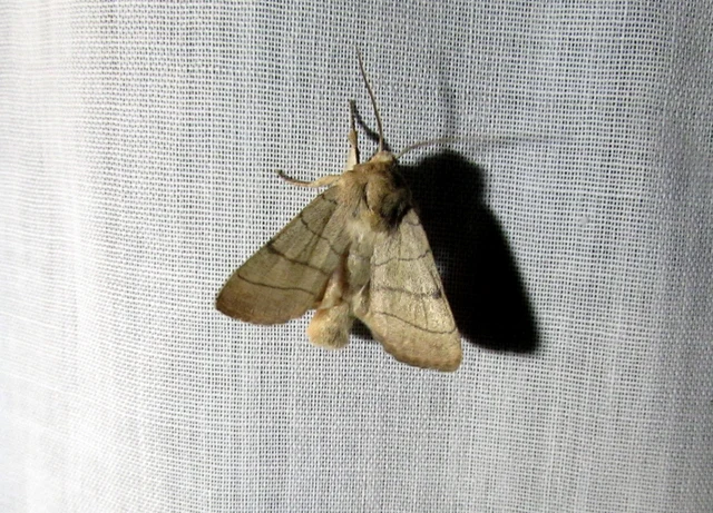 Charanyca trigrammica - háromsávos lombbagoly