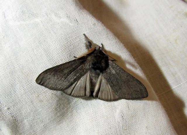 Calliteara pudibunda - hamvasszövő