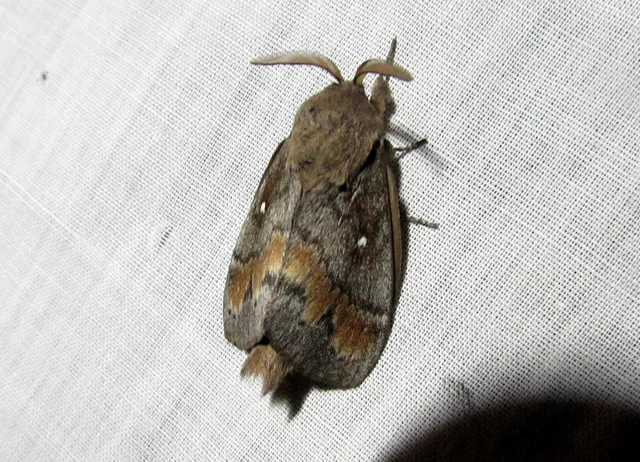 Dendrolimus pini - fenyőpohók