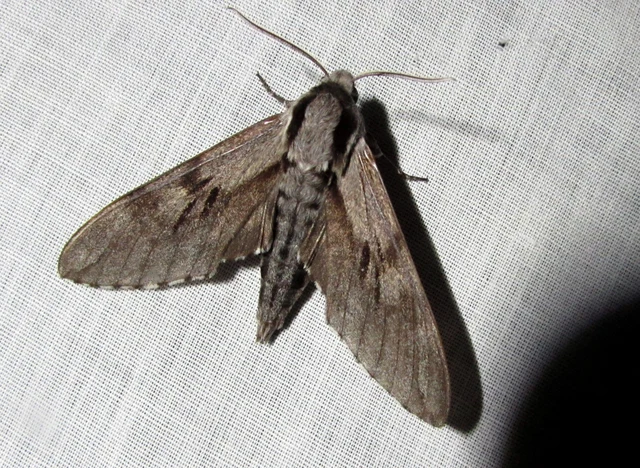 Hyloicus pinastri - fenyőszender