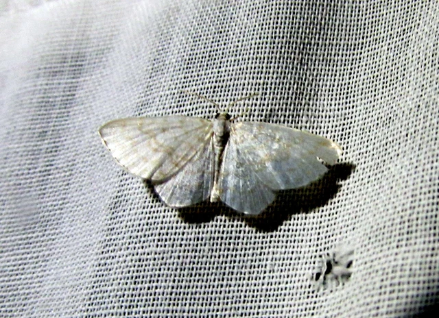 Asthena albulata - gyertyán-fehéraraszoló