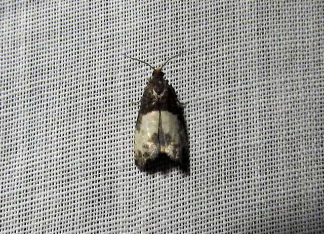 Notocelia cynosbatella - rózsahajtás-tükrösmoly