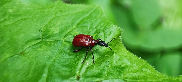 Apoderus coryli - mogyoró-levélsodró