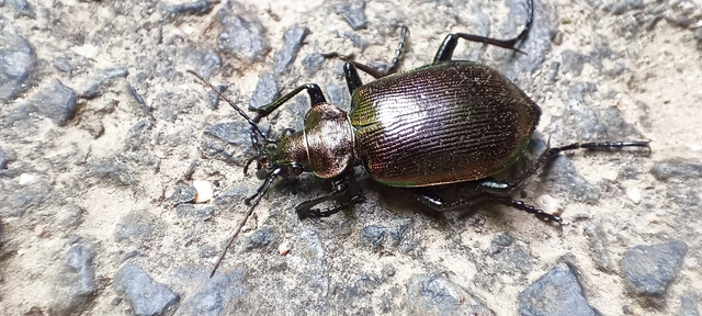 Calosoma inquisitor - kis bábrabló