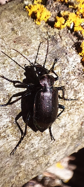 Calosoma inquisitor - kis bábrabló