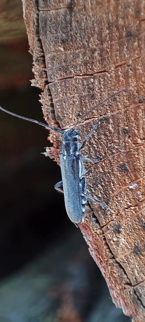 Stenostola ferrea - ólomszürke hársfacincér