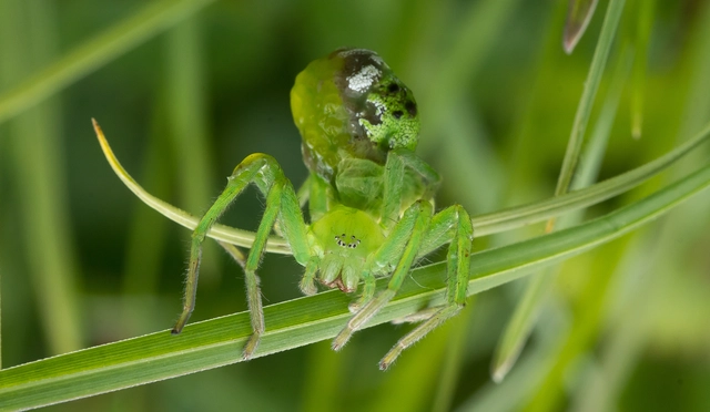 Micrommata virescens - hunyópók