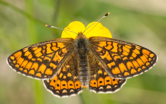 Euphydryas aurinia - lápi tarkalepke