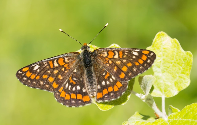 Euphydryas maturna - díszes tarkalepke