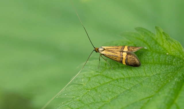 Nemophora degeerella - pompás tőrösmoly