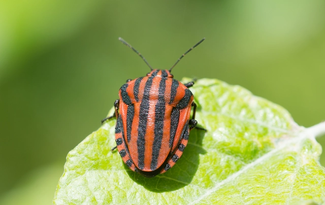 Graphosoma italicum - csíkos pajzsospoloska