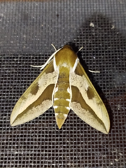 Hyles euphorbiae - kutyatejszender