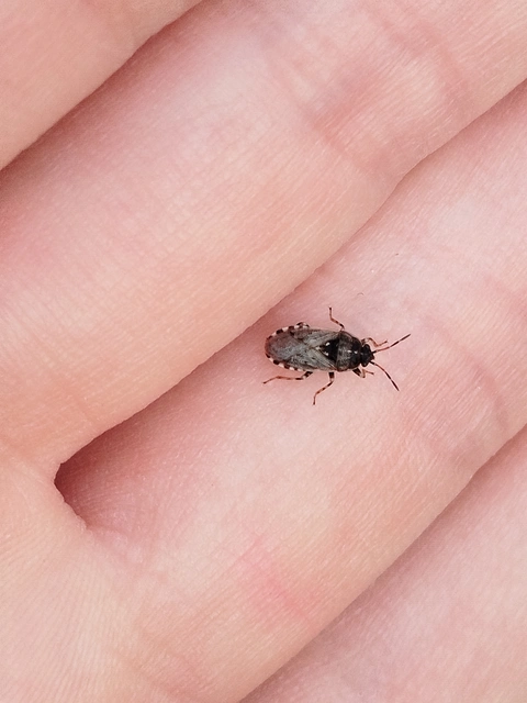 Platyplax salviae - zsályabodobács
