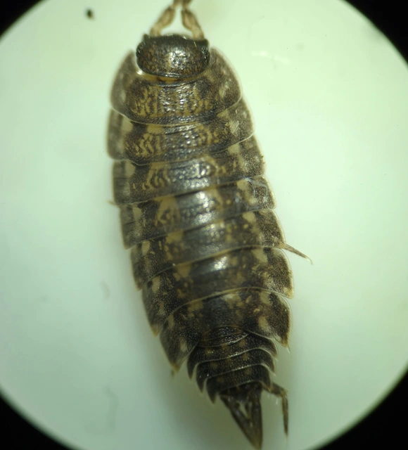 Isopoda - Ászkarákok