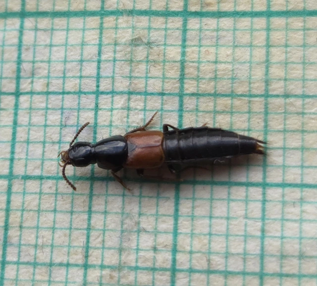 Quedius ochripennis - vörösszárnyú mohaholyva