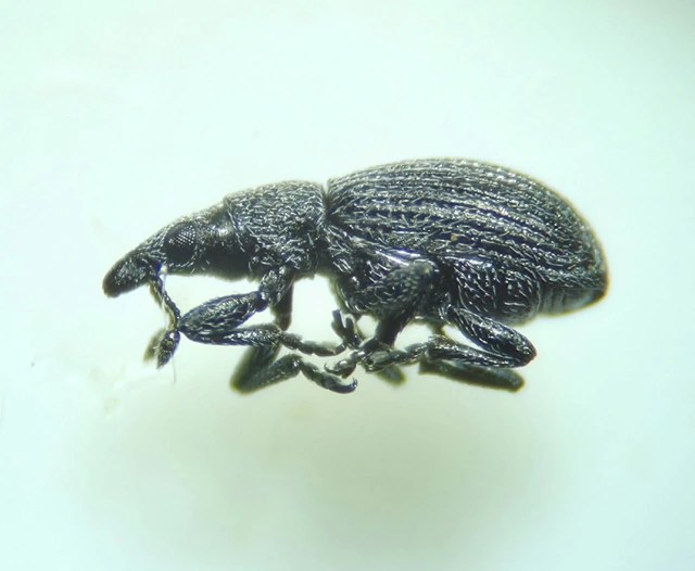Pseudostenapion simum - nyurga cickányormányos