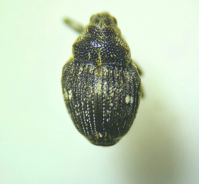 Nedyus quadrimaculatus - közönséges csalánormányos