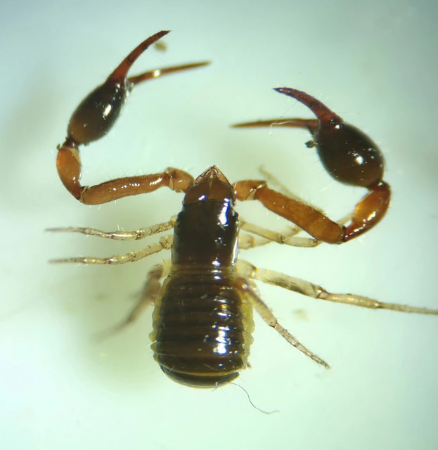 Pseudoscorpionida - Álskorpiók