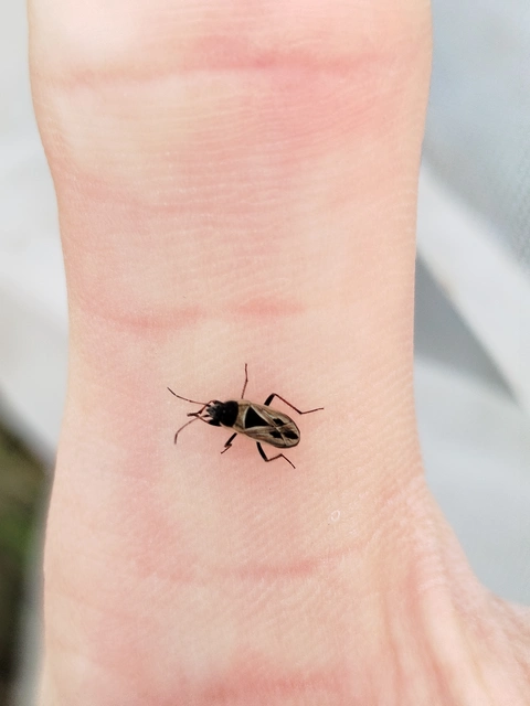 Xanthochilus quadratus - szegélyes díszesbodobács