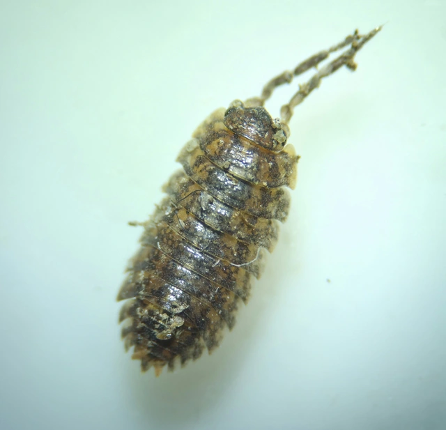 Isopoda - Ászkarákok