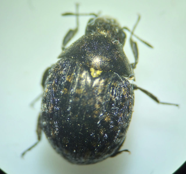 Cytilus sericeus - réti labdacsbogár