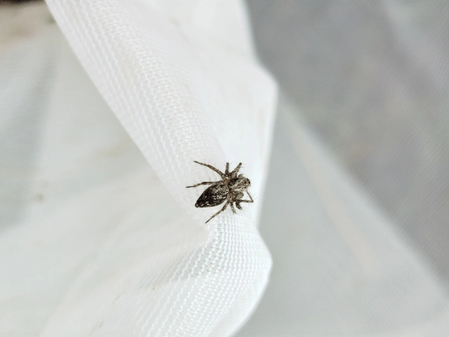 Oxyopes