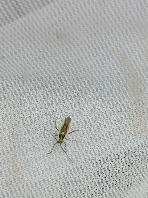 Leptopterna