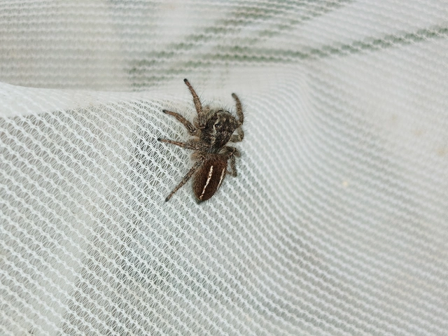 Philaeus chrysops - piros ugrópók