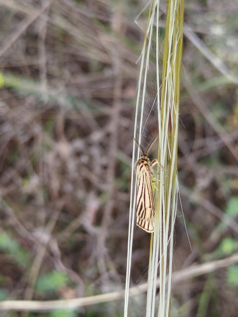 Spiris striata - csíkos molyszövő