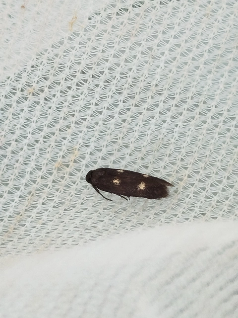 Parascythris muelleri - kétpettyes zöldmoly