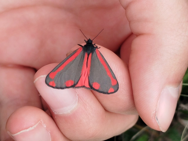 Tyria jacobaeae - jakabfű-medvelepke