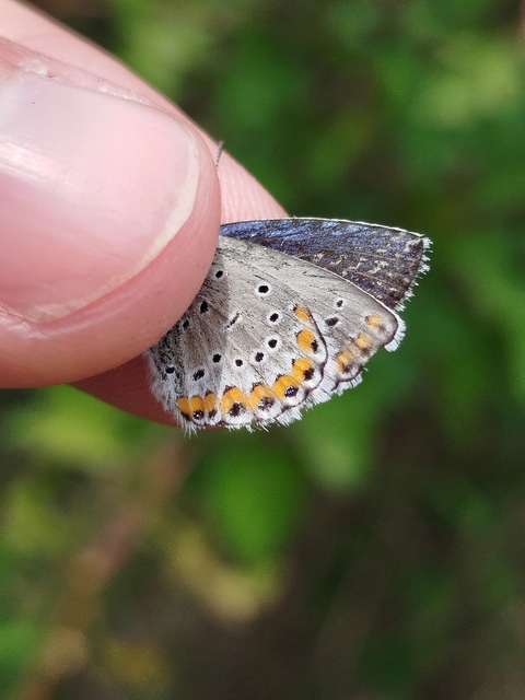 Plebejus idas - északi boglárka