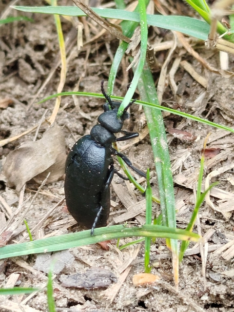 Meloe scabriusculus - érdes nünüke
