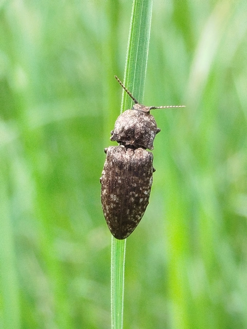 Agrypnus murinus - egérszínű pikkelyespattanó