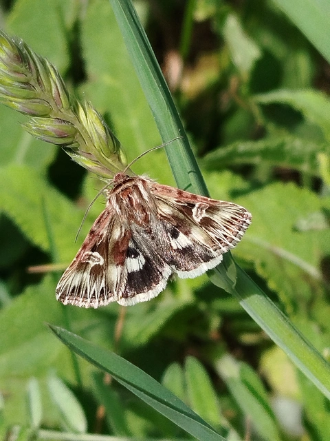 Actinotia radiosa - kis sugarasbagoly