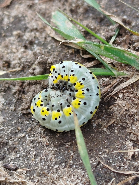 Diloba caeruleocephala - őszi kékesbagoly