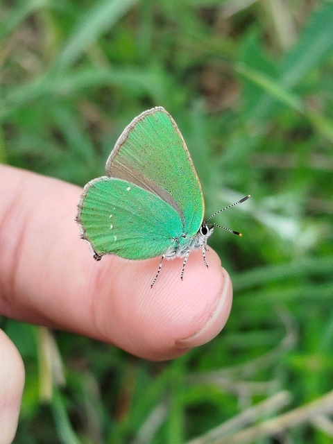 Callophrys rubi - zöldfonákú lepke