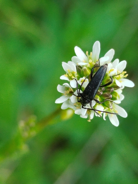 Stenurella nigra - fekete karcsúcincér