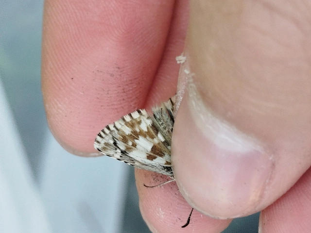 Pyrgus armoricanus - feles busalepke