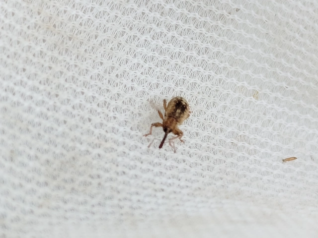 Dorytomus melanophthalmus - sárgaorrú hangormányos